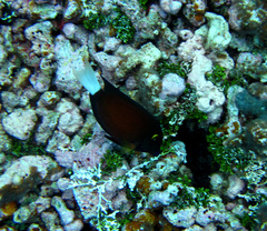 Ctenochaetus flavicauda