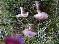 Inocybe