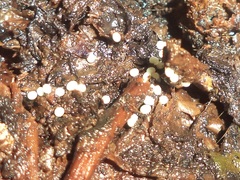 Euborellia annulipes