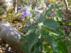 Salvia platycheila