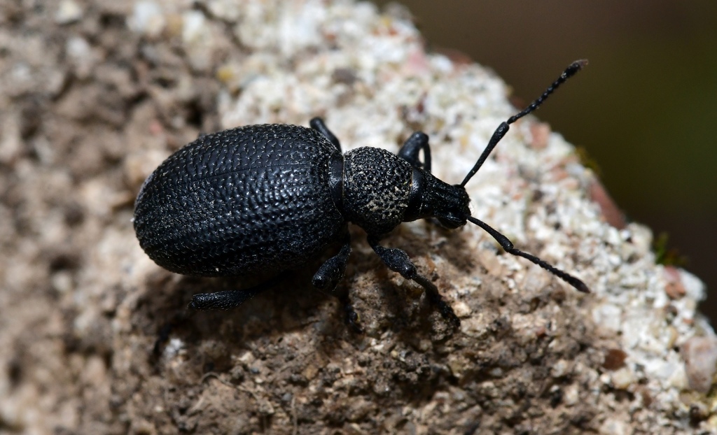 Otiorhynchus lugens