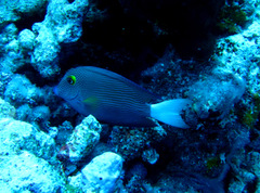 Ctenochaetus flavicauda