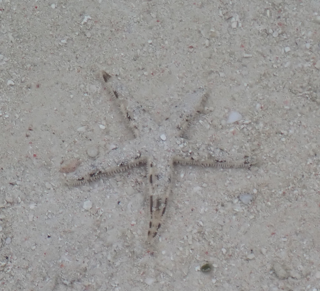 Common Sea Star