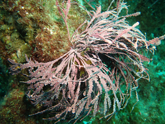 Calliarthron cheilosporioides