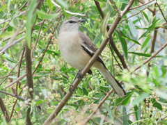 White-Banded Mockingbird photo 2