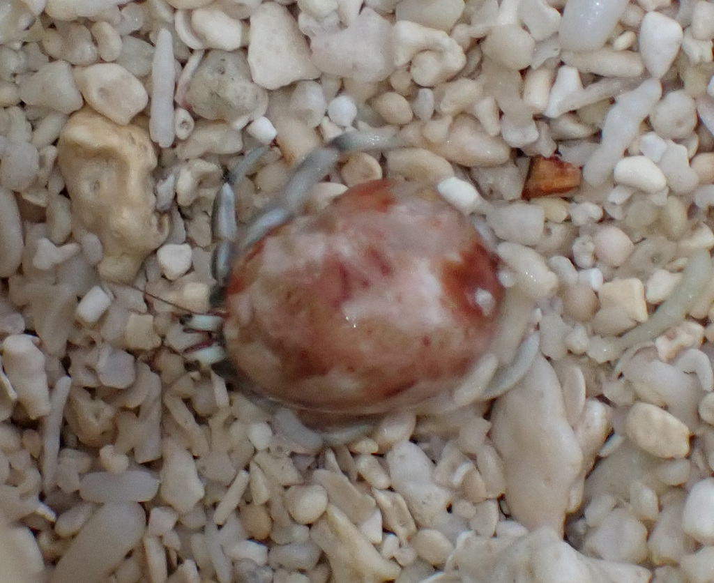 Chrysostoma paradoxum