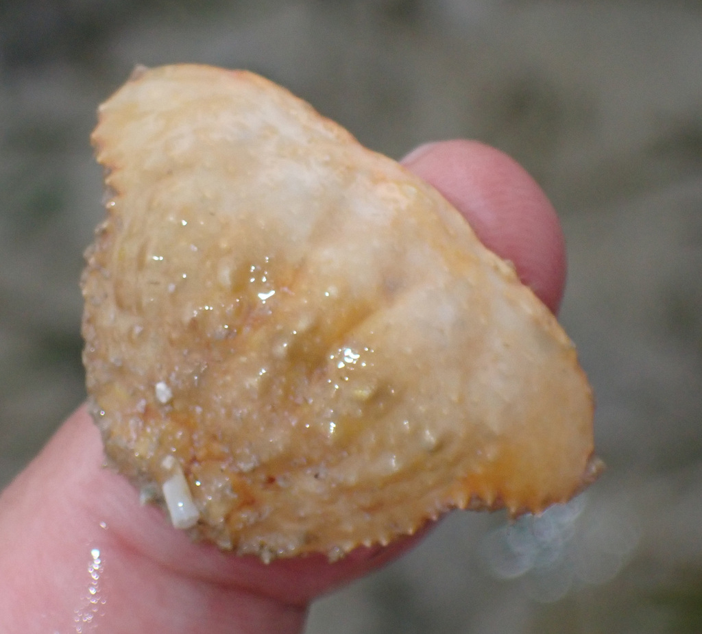 Smooth box crab