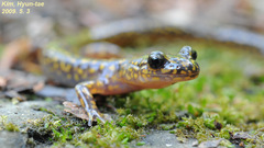 Onychodactylus koreanus