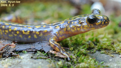 Onychodactylus koreanus