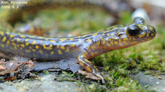 Onychodactylus koreanus