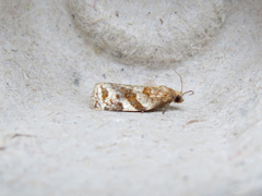 Archips mortuana