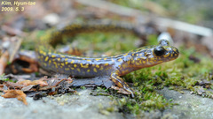 Onychodactylus koreanus