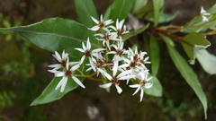 Olearia cheesemanii