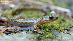 Onychodactylus koreanus