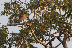 Haliaeetus ichthyaetus