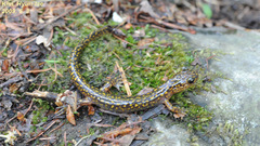 Onychodactylus koreanus