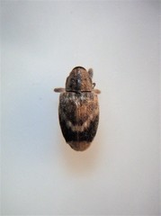 Aneuma compta