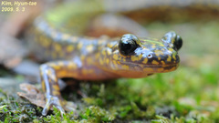 Onychodactylus koreanus