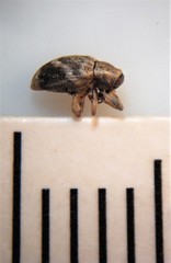 Aneuma compta