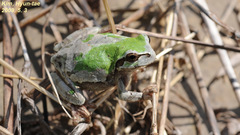 Hyla japonica