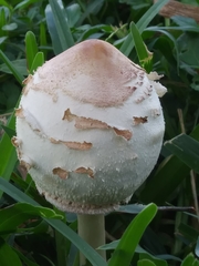 Chlorophyllum molybdites image