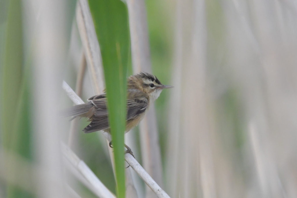 Moustached Warbler from Каякентский р-н, Респ. Дагестан, Россия on May ...