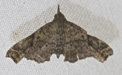 Esthlodora variabilis