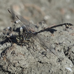 Lindenia tetraphylla