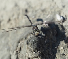 Lindenia tetraphylla