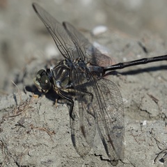 Lindenia tetraphylla