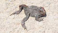 Bufo sachalinensis