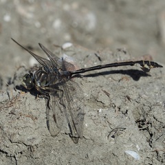 Lindenia tetraphylla