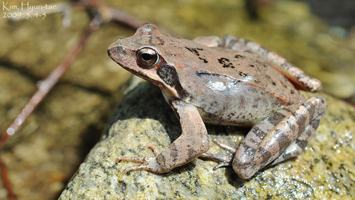 Amur Brown Frog, Rana coreana