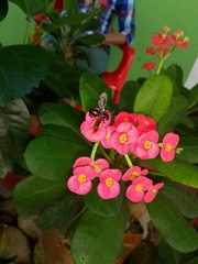 Euphorbia milii