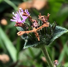 Nippoptilia cinctipedalis
