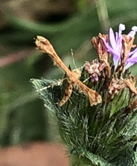 Nippoptilia cinctipedalis