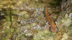 Onychodactylus koreanus