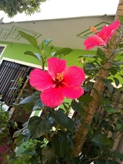 Hibiscus rosa-sinensis