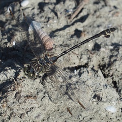 Lindenia tetraphylla