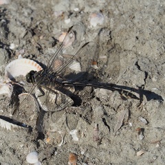 Lindenia tetraphylla