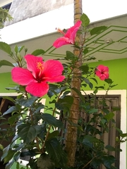 Hibiscus rosa-sinensis