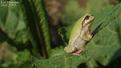 Hyla japonica