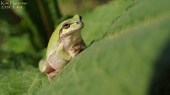 Hyla japonica