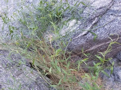 Funastrum hirtellum