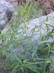 Funastrum hirtellum