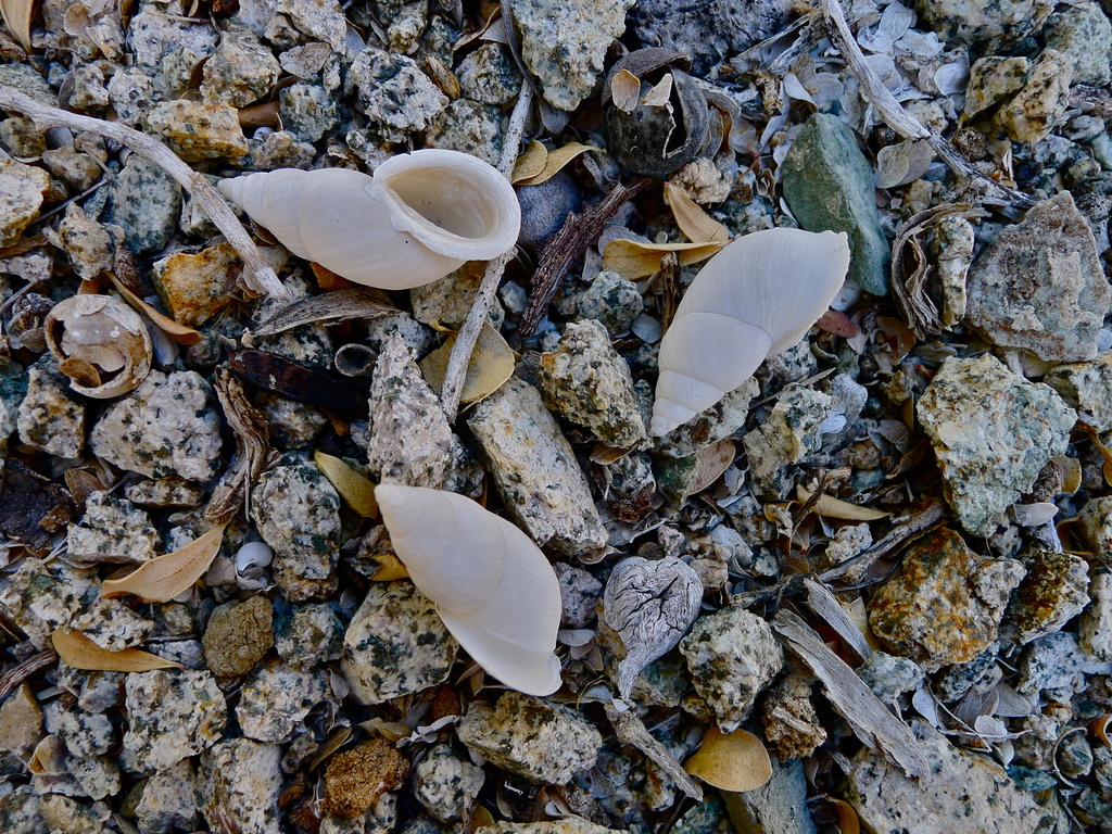 Naesiotus dentifer
