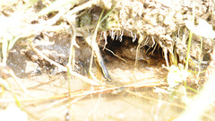 Glandirana emeljanovi