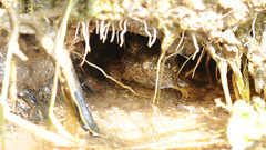 Glandirana emeljanovi