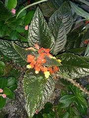 Chrysothemis pulchella