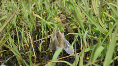 Anax parthenope